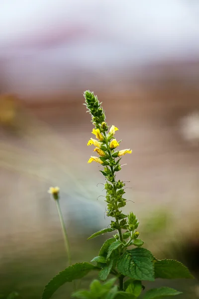 Flor de grama perto — Fotografia de Stock