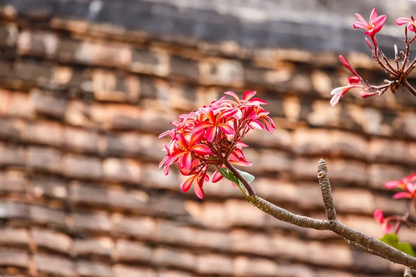 Rosafarbene Plumeria auf der Plumeria tre — Stockfoto