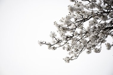 Sakura çiçek çiçeklenme başlıyor