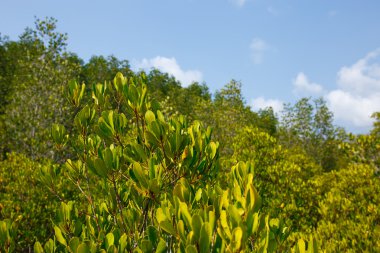   Mangrov ormanın arasında Tayland