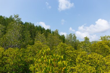   Mangrov ormanın arasında Tayland