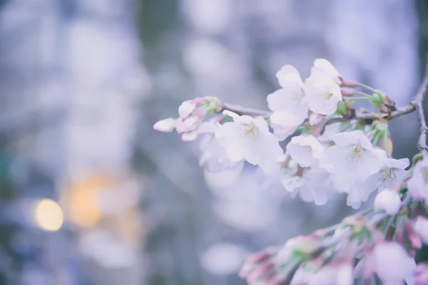 Flor de sakura están empezando a florecer — Foto de Stock
