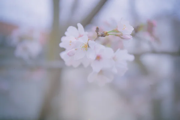 Sakura kwiat zaczynają kwitnąć — Zdjęcie stockowe