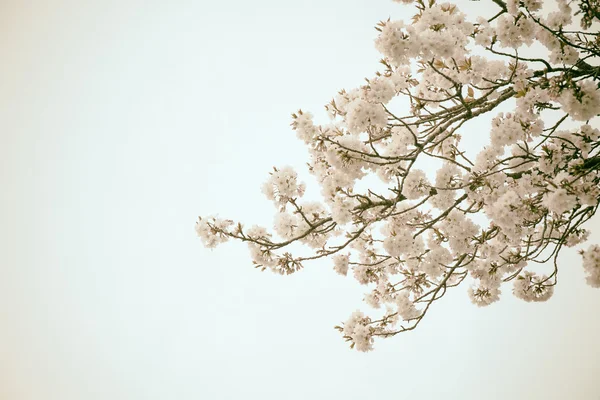 Sakura çiçek çiçeklenme başlıyor — Stok fotoğraf