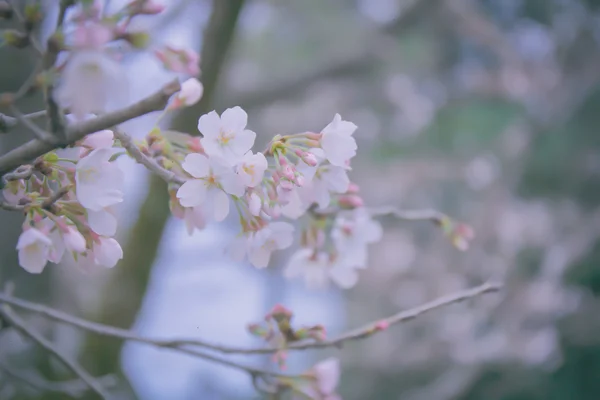 Sakura kwiat zaczynają kwitnąć — Zdjęcie stockowe