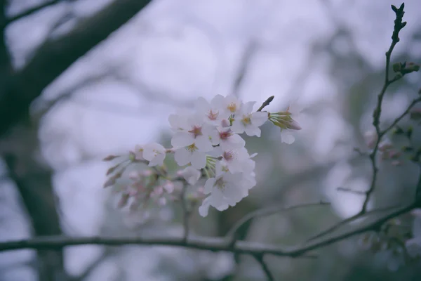 Sakura çiçek çiçeklenme başlıyor — Stok fotoğraf