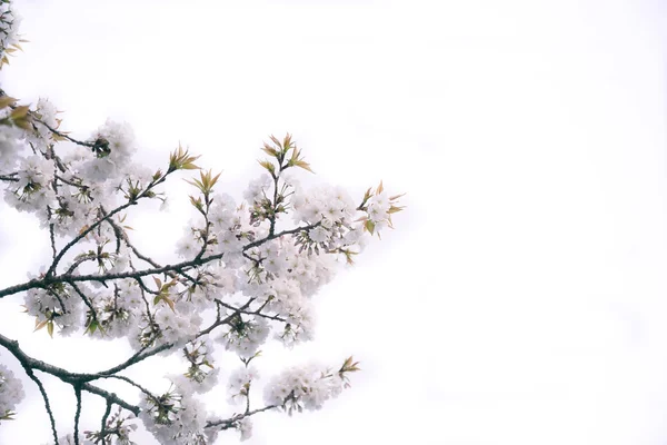 Sakura flower are beginning to bloom — Stock Photo, Image