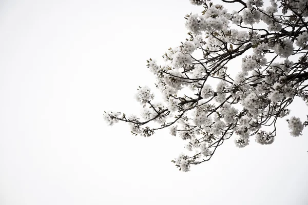 Sakura çiçek çiçeklenme başlıyor