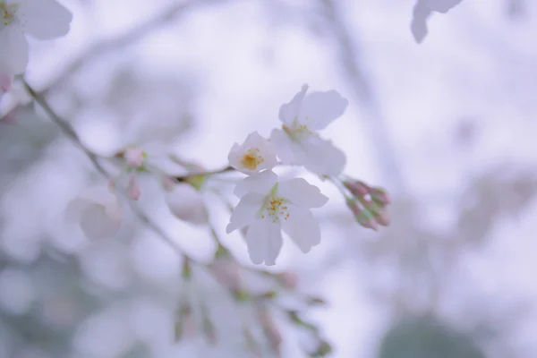 Sakura kwiat zaczynają kwitnąć — Zdjęcie stockowe