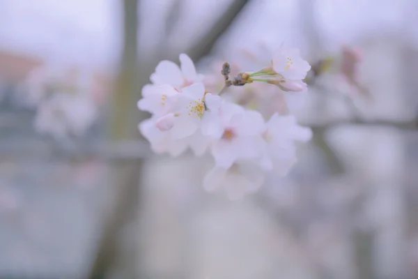 Flor de sakura están empezando a florecer — Foto de Stock