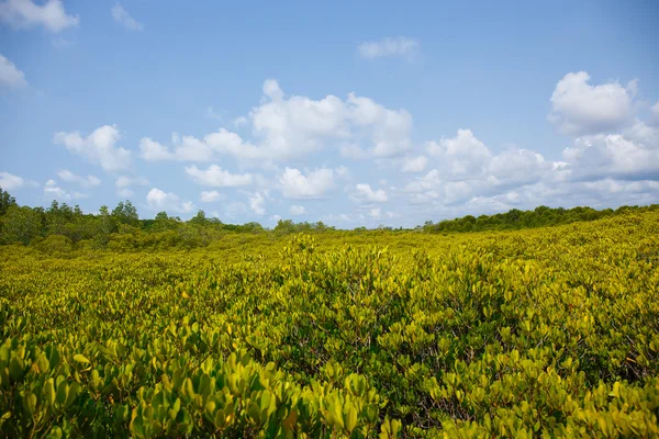   Mangrov ormanın arasında Tayland