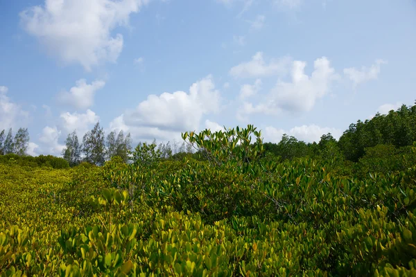 Entre a floresta de mangue Tailândia — Fotografia de Stock