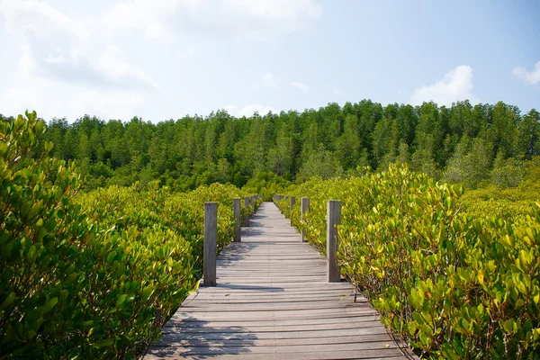 Mangroveskogen med trä promenad sätt i Thailand — Stockfoto