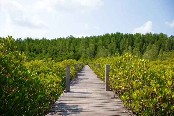 Mangrovewoud met hout lopen weg in Thailand — Stockfoto