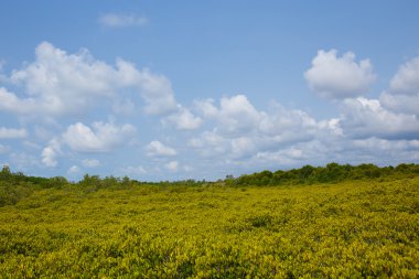   Mangrov ormanın arasında Tayland