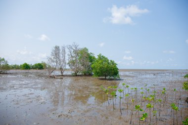 Mangrov ormanları düşük gelgit.