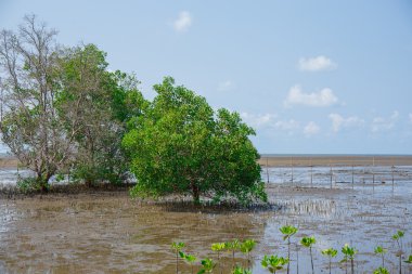 Mangrov ormanları düşük gelgit.