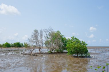 Mangrov ormanları düşük gelgit.