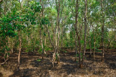 ne zaman Tayland deniz suyu koşmak mangrov orman