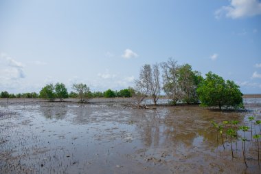 Mangrov ormanları düşük gelgit.