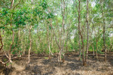 ne zaman Tayland deniz suyu koşmak mangrov orman