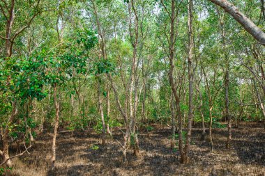 ne zaman Tayland deniz suyu koşmak mangrov orman