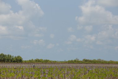 Mangrov ormanları düşük gelgit.