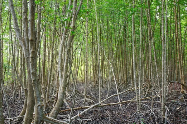 Foresta di mangrovie quando l'acqua di mare scende in Thailandia — Foto Stock