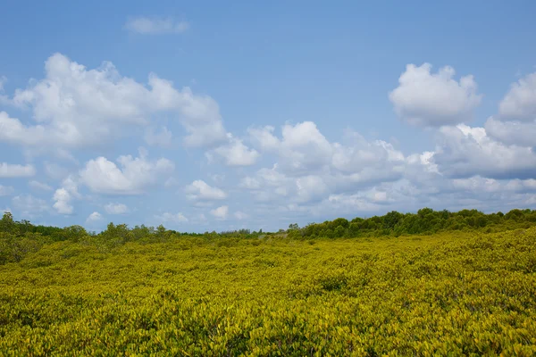   Mangrov ormanın arasında Tayland