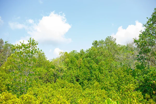 Tra la foresta di mangrovie Thailandia — Foto Stock