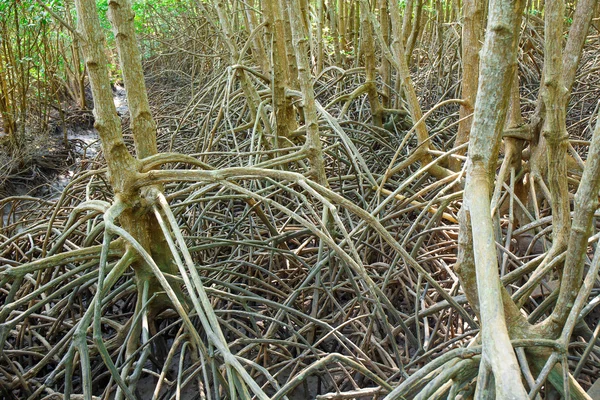 Foresta di mangrovie quando l'acqua di mare scende in Thailandia — Foto Stock