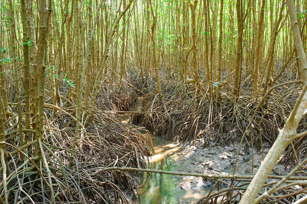 Bosque de manglares cuando el agua del mar cae en Tailandia — Foto de Stock