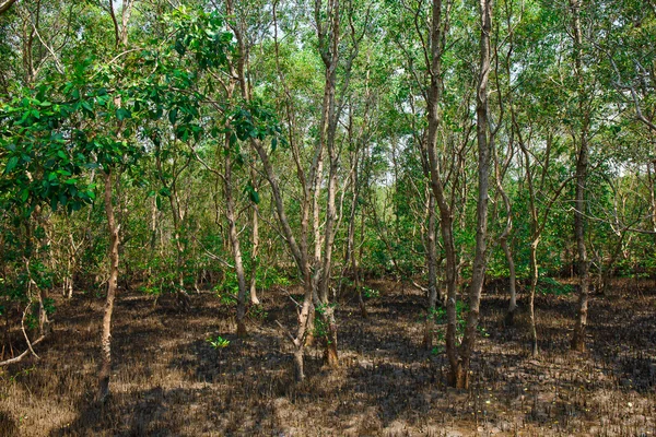 ne zaman Tayland deniz suyu koşmak mangrov orman