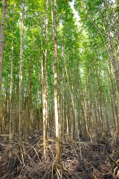 Foresta di mangrovie quando l'acqua di mare scende in Thailandia — Foto Stock