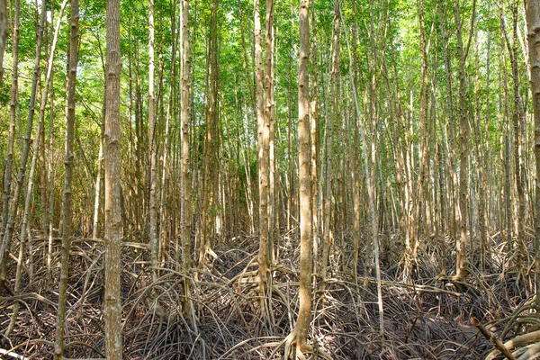 Foresta di mangrovie quando l'acqua di mare scende in Thailandia — Foto Stock