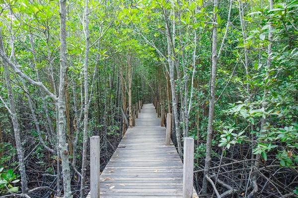 Mangrove forest with wood Walk way in Thailand