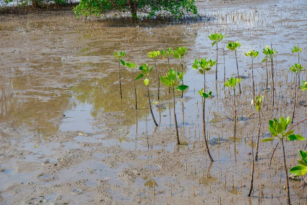 Con la bassa marea le foreste di mangrovie . — Foto Stock