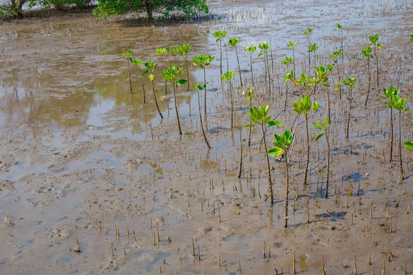 Na maré baixa as florestas de mangue . — Fotografia de Stock