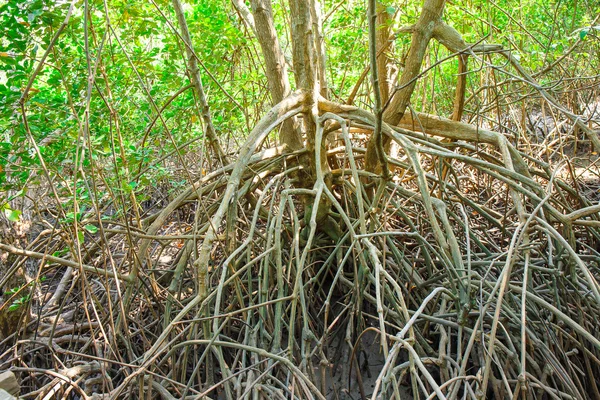 Foresta di mangrovie quando l'acqua di mare scende in Thailandia — Foto Stock