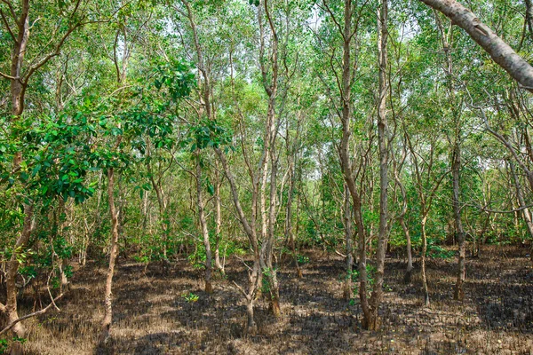 Foresta di mangrovie quando l'acqua di mare scende in Thailandia — Foto Stock