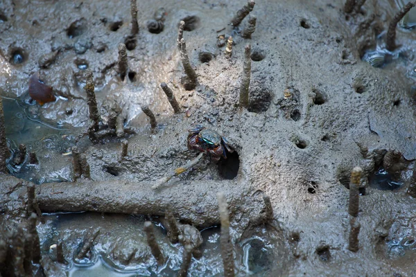 Krabbor lever i Mangrove. — Stockfoto