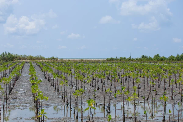 Na maré baixa as florestas de mangue . — Fotografia de Stock