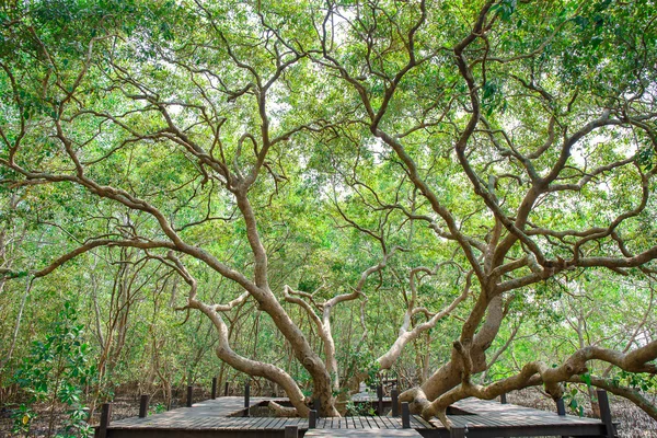 Überflutete Bäume in Mangroven-Regenwald in Thailand — Stockfoto