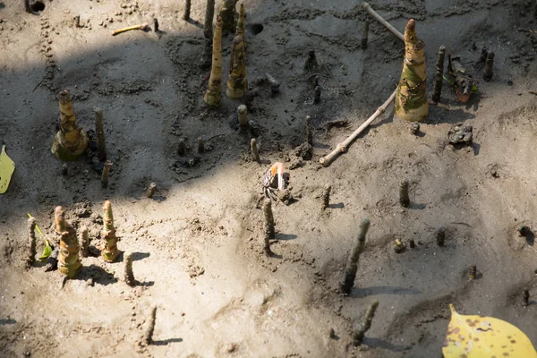 Krabbor lever i Mangrove. — Stockfoto