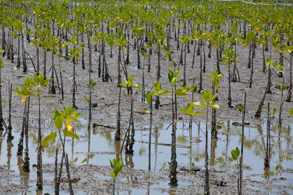 En marea baja los manglares . — Foto de Stock