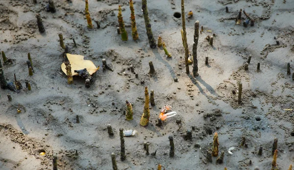 Krabbor lever i Mangrove. — Stockfoto