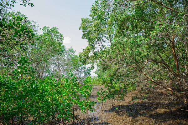 Manguezal floresta quando a água do mar correr para baixo na Tailândia — Fotografia de Stock