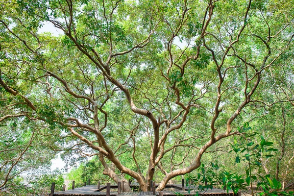 Översvämmade träd i regn mangroveskog i thailand — Stockfoto
