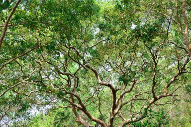 Tayland mangrov yağmur ormanlarında sular altında ağaçlar