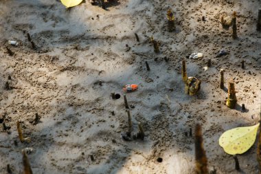 Yengeçler mangroves içinde yaşıyoruz.